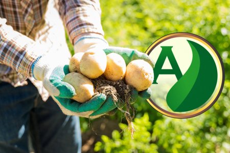 Cultura da Batata: Potencializando sua Produção com Adubasul