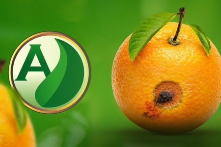 Manual do bicho-furão-dos-citros: saiba mais sobre uma das principais pragas brasileiras