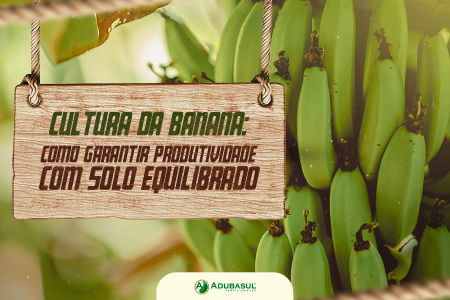 Cultura da banana: como garantir produtividade com solo equilibrado