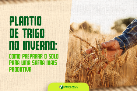 Plantio de trigo no inverno: como preparar o solo para uma safra mais produtiva 