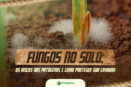 Fungos no solo: os riscos dos patógenos e como proteger sua lavoura