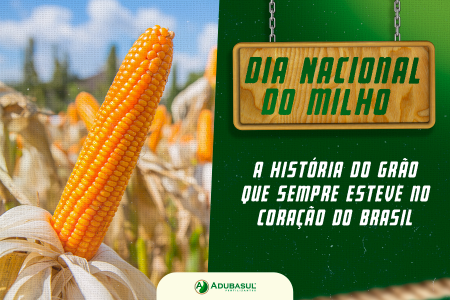 Dia Nacional do Milho: a história do grão que sempre esteve no coração do Brasil 
