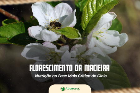 Florescimento da Macieira: Nutrição na Fase Mais Crítica do Ciclo