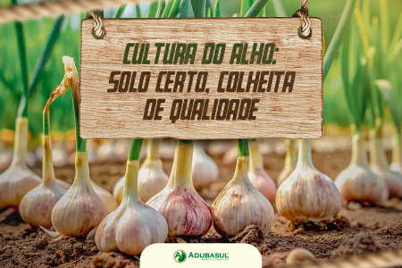 Cultura do alho: solo certo, colheita de qualidade.