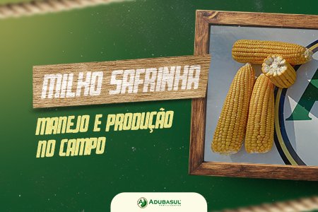 Milho Safrinha: Pilar da Produção Agrícola no Brasil