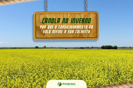 Canola no inverno: por que o condicionamento do solo define a sua colheita