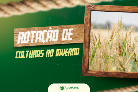 Cereais de inverno: benefícios da aveia, centeio e trigo na rotação de culturas