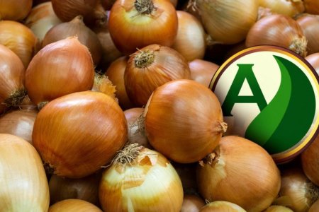 Cultura da cebola: entenda tudo sobre esse vegetal com condições ótimas de cultivo