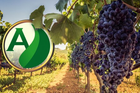 Cultura da uva: como atingir os melhores resultados no cultivo