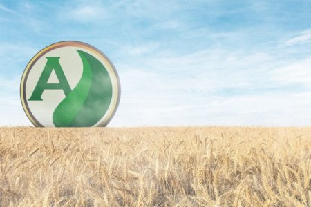 Tudo sobre culturas de inverno: características, benefícios, produtividade e como se preparar