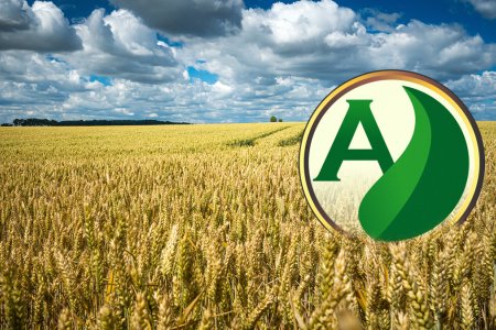 Desafios e Soluções: Manejo de Daninhas na Cultura do Trigo