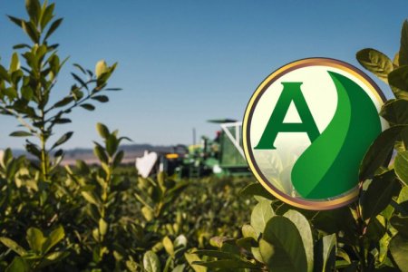 Erva-mate: como ter sucesso no cultivo