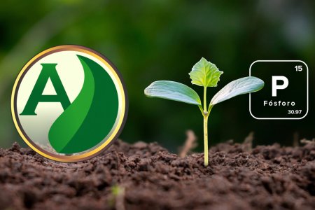 O papel do elemento Fósforo (P) no desenvolvimento das plantas