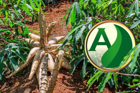 Cultivo da mandioca: um guia completo para o sucesso