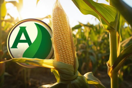 Potencializando o Cultivo de Milho com Fertilizantes de Qualidade