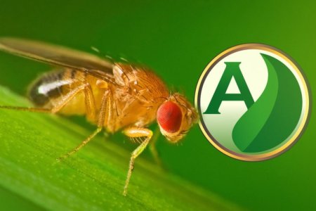 Mosca-das-frutas: saiba tudo sobre a praga que preocupa os citricultores