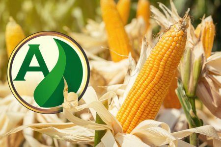 Nutrição do milho: saiba como escolher o adubo ideal