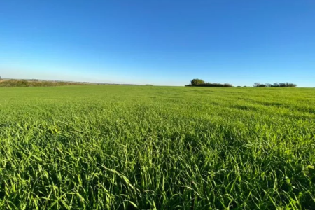 O solo e a importância da matéria orgânica para a produtividade