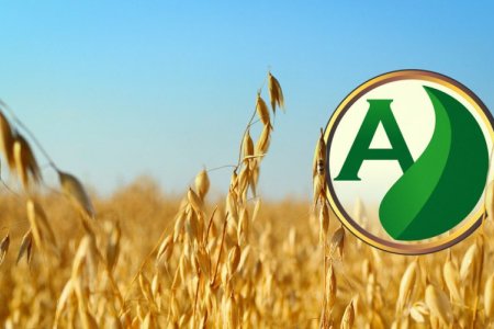 Guia da plantação de aveia: entenda o manejo, a colheita e a forragem