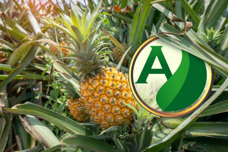 Cultivo de frutas: Estratégias essenciais para uma colheita abundante