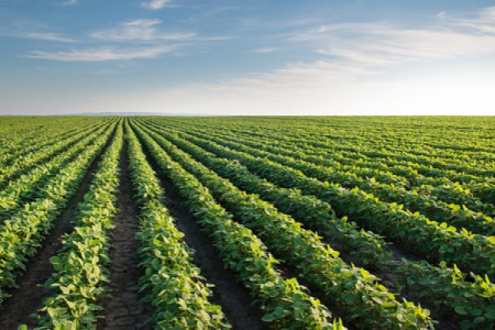 Tipos de fertilizantes orgânicos e suas funções