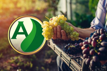 Cultivo de Uvas no Brasil: Técnicas e Desafios