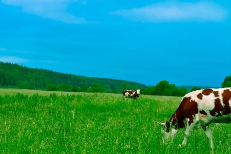 Práticas para as pastagens de verão e suas variáveis