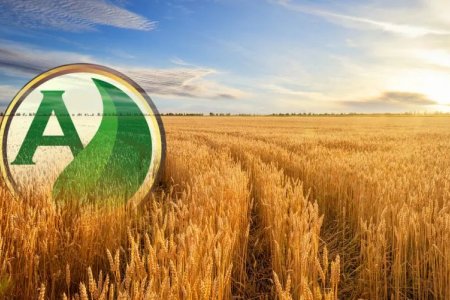 Trigo: como a alta demanda do cereal impacta o cultivo no Brasil